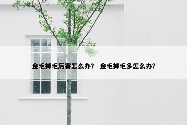 金毛掉毛厉害怎么办？ 金毛掉毛多怎么办？