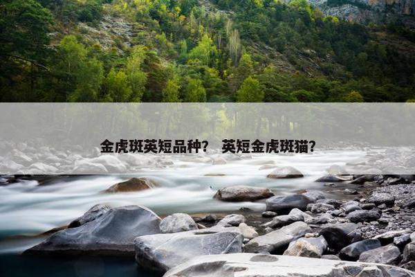 金虎斑英短品种？ 英短金虎斑猫？