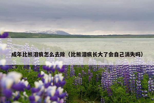 成年比熊泪痕怎么去除（比熊泪痕长大了会自己消失吗）
