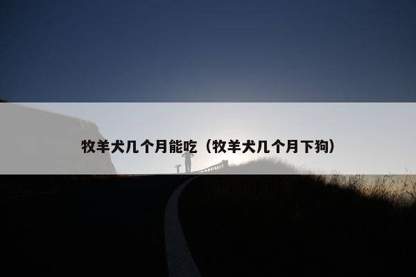 牧羊犬几个月能吃（牧羊犬几个月下狗）