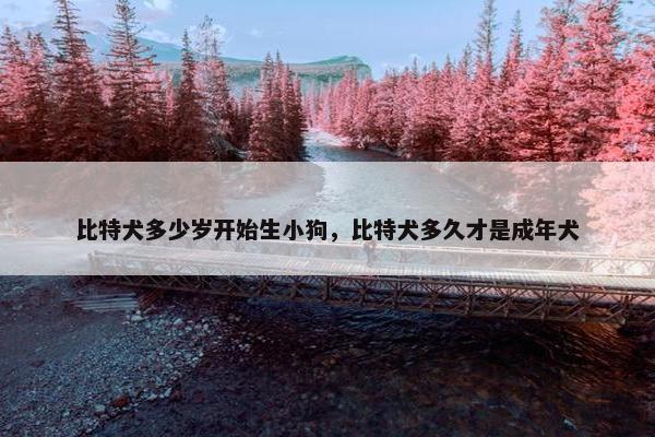 比特犬多少岁开始生小狗，比特犬多久才是成年犬