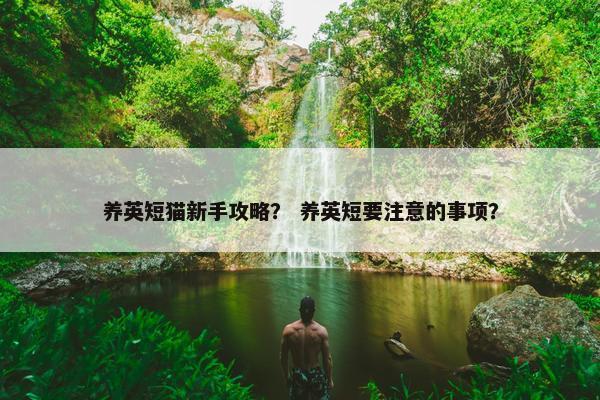 养英短猫新手攻略？ 养英短要注意的事项？