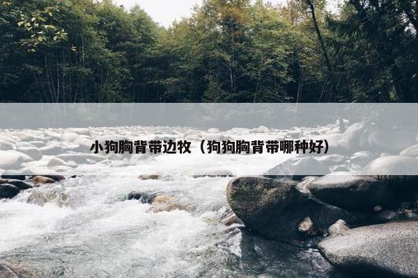 小狗胸背带边牧(狗狗胸背带哪种好)
