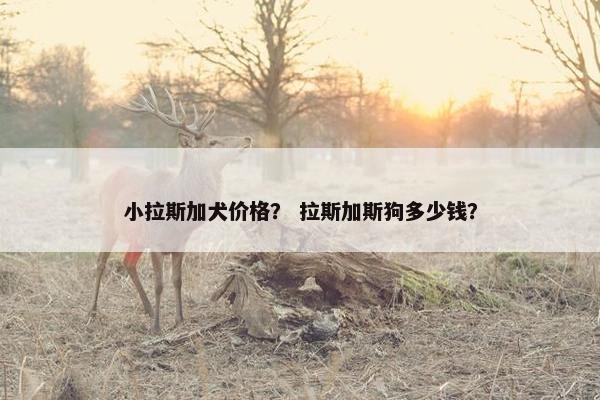 小拉斯加犬价格？ 拉斯加斯狗多少钱？