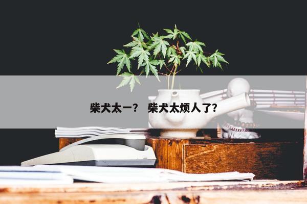 柴犬太一？ 柴犬太烦人了？