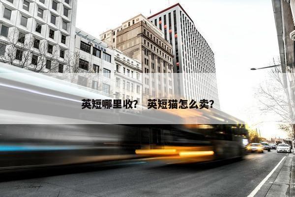 英短哪里收? 英短猫怎么卖?