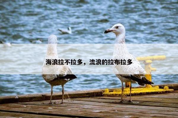 海浪拉不拉多，流浪的拉布拉多