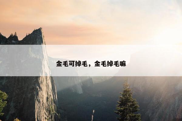 金毛可掉毛，金毛掉毛嘛