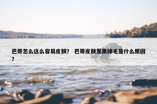 巴哥怎么这么容易皮肤？ 巴哥皮肤发黑掉毛是什么原因？