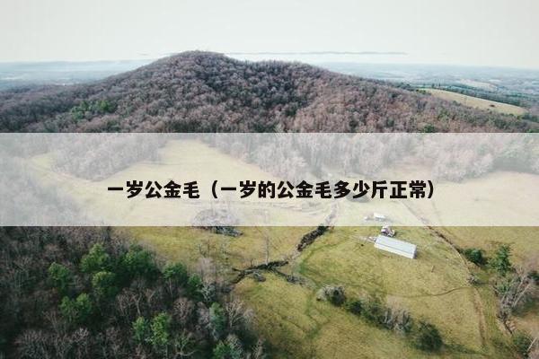 一岁公金毛（一岁的公金毛多少斤正常）