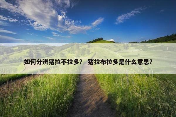 拉不拉多 第4页
