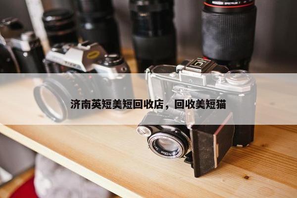 济南英短美短回收店,回收美短猫