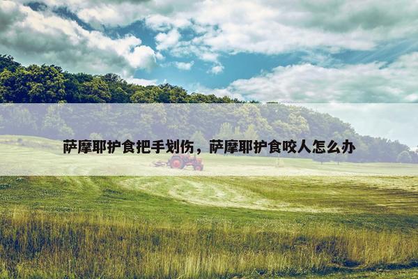 萨摩耶护食把手划伤,萨摩耶护食咬人怎么办