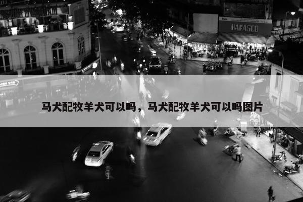 马犬配牧羊犬可以吗,马犬配牧羊犬可以吗图片