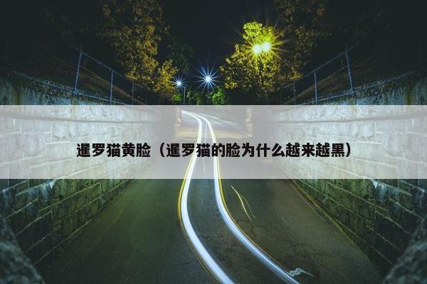 黑猫