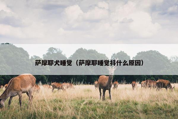 垫子