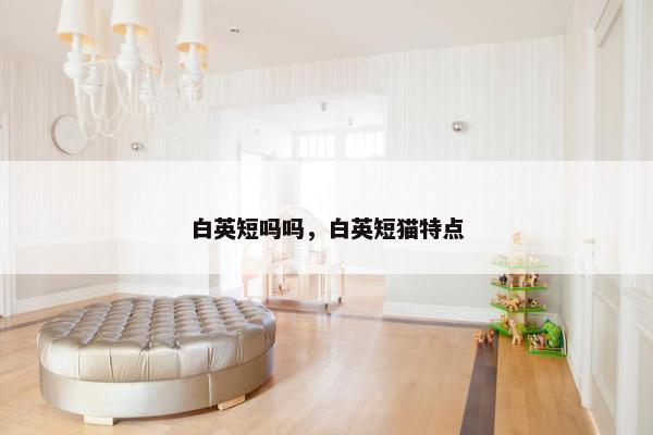 白英短吗吗,白英短猫特点