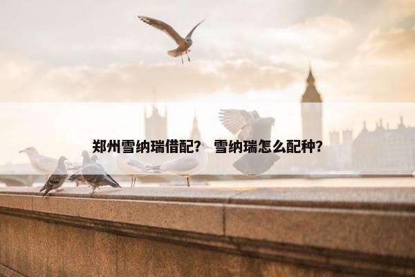 郑州雪纳瑞借配? 雪纳瑞怎么配种?