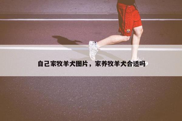 自己家牧羊犬图片，家养牧羊犬合适吗