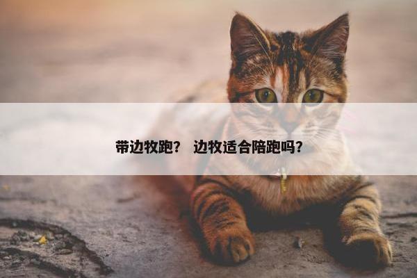 带边牧跑？ 边牧适合陪跑吗？