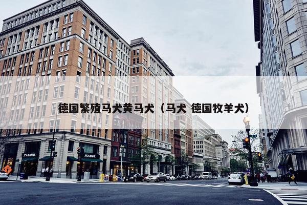 德国繁殖马犬黄马犬（马犬 德国牧羊犬）