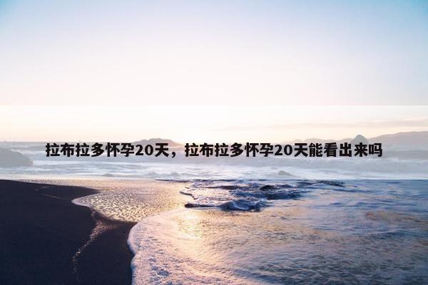 拉布拉多怀孕20天，拉布拉多怀孕20天能看出来吗