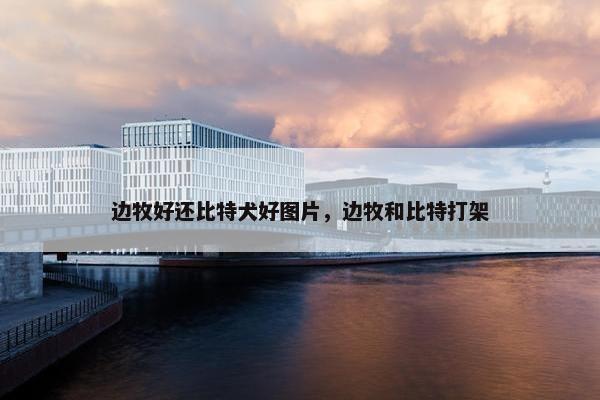 边牧好还比特犬好图片，边牧和比特打架