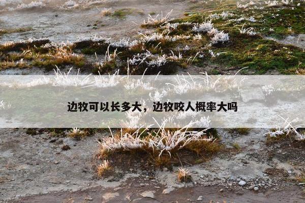 边牧可以长多大，边牧咬人概率大吗