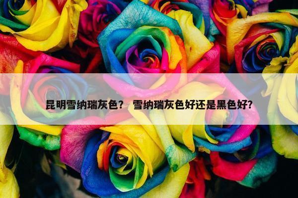昆明雪纳瑞灰色? 雪纳瑞灰色好还是黑色好?