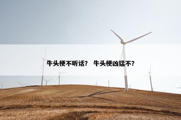 牛头梗不听话? 牛头梗凶猛不?
