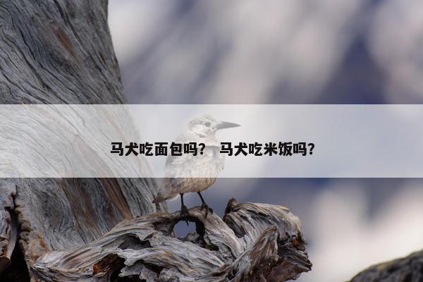 马犬吃面包吗？ 马犬吃米饭吗？