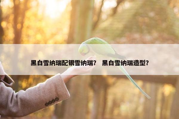 黑白雪纳瑞配银雪纳瑞? 黑白雪纳瑞造型?