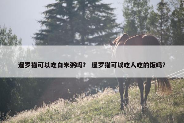 暹罗猫可以吃白米粥吗？ 暹罗猫可以吃人吃的饭吗？