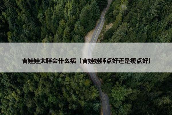 吉娃娃太胖会什么病（吉娃娃胖点好还是瘦点好）