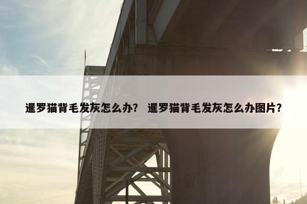 暹罗猫背毛发灰怎么办？ 暹罗猫背毛发灰怎么办图片？
