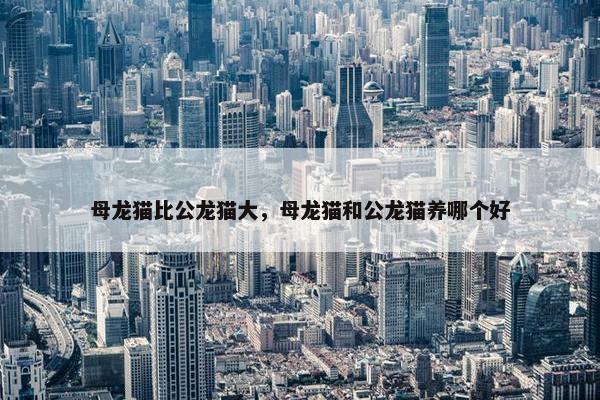 母龙猫比公龙猫大，母龙猫和公龙猫养哪个好