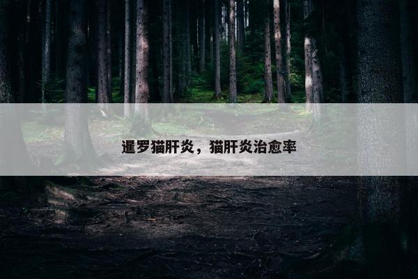 暹罗猫肝炎，猫肝炎治愈率