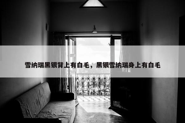 雪纳瑞黑银背上有白毛,黑银雪纳瑞身上有白毛