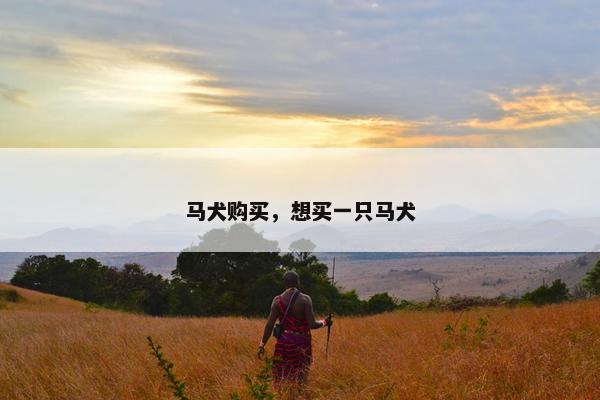 马犬购买，想买一只马犬