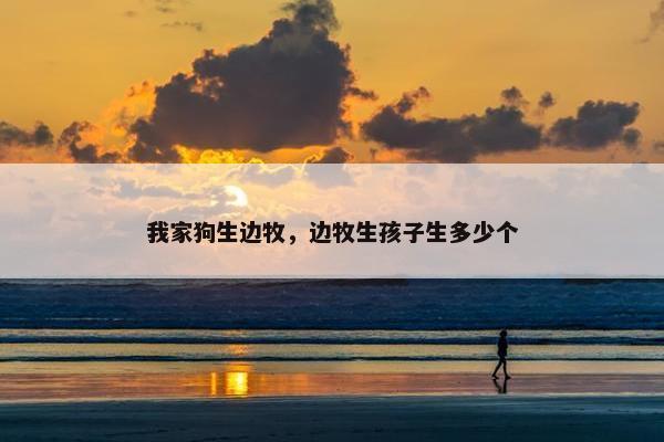 我家狗生边牧，边牧生孩子生多少个