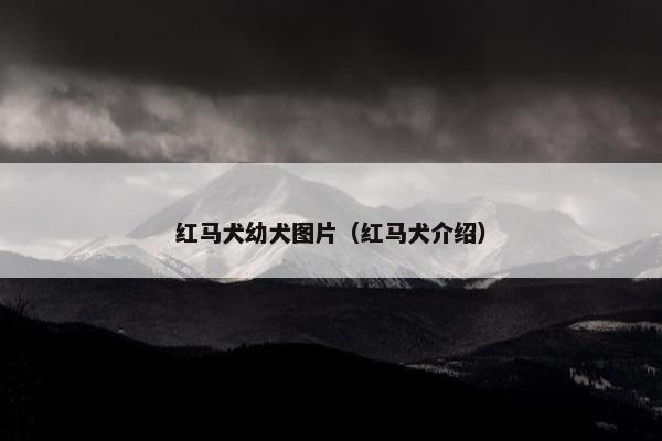 红马犬幼犬图片（红马犬介绍）