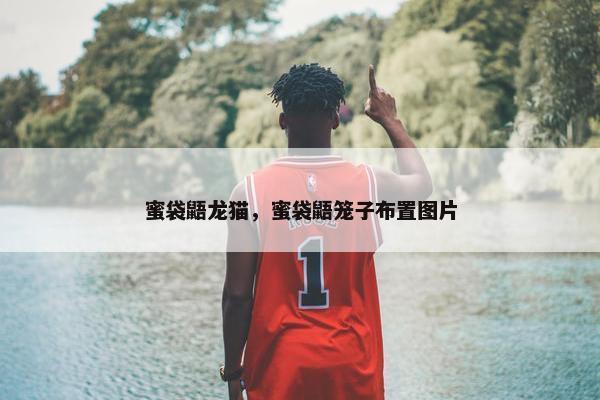 蜜袋鼯龙猫，蜜袋鼯笼子布置图片