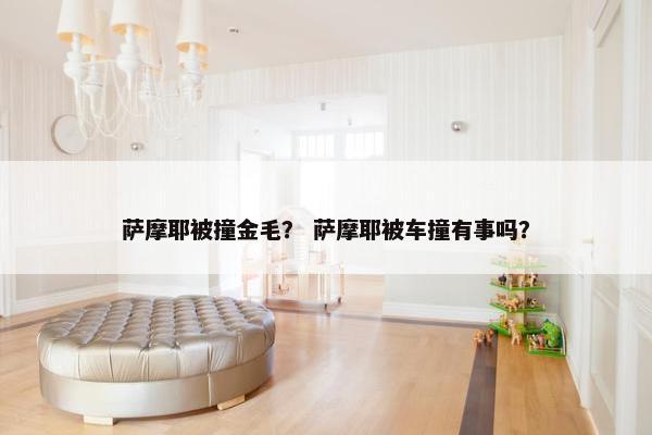 萨摩耶被撞金毛? 萨摩耶被车撞有事吗?