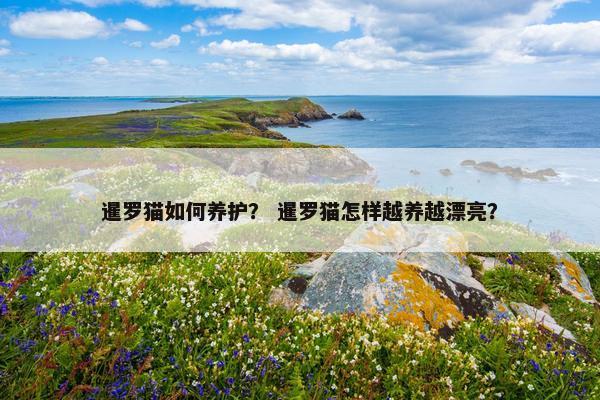 暹罗猫如何养护？ 暹罗猫怎样越养越漂亮？