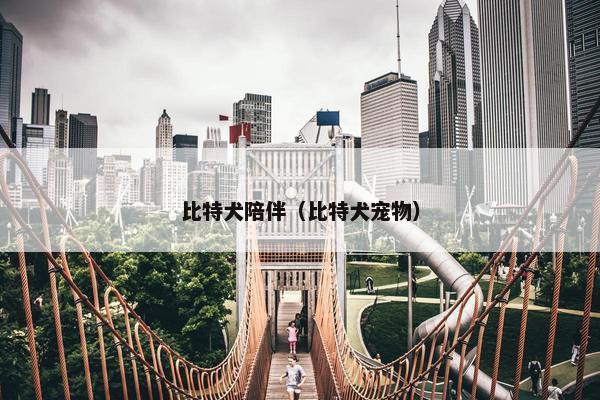 比特犬陪伴(比特犬宠物)