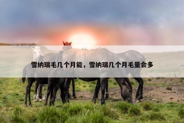 雪纳瑞毛几个月能，雪纳瑞几个月毛量会多