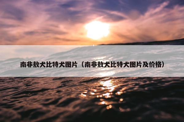 南非敖犬比特犬图片（南非敖犬比特犬图片及价格）