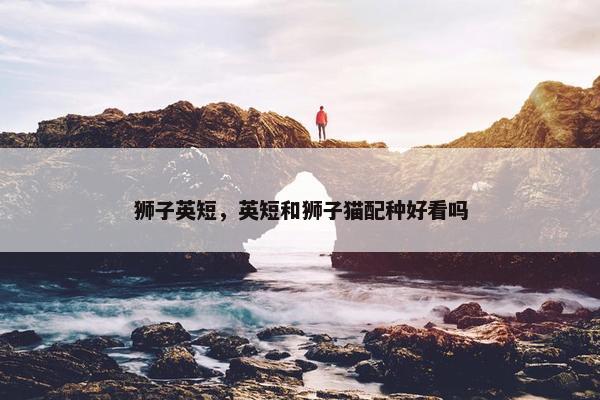 狮子英短,英短和狮子猫配种好看吗
