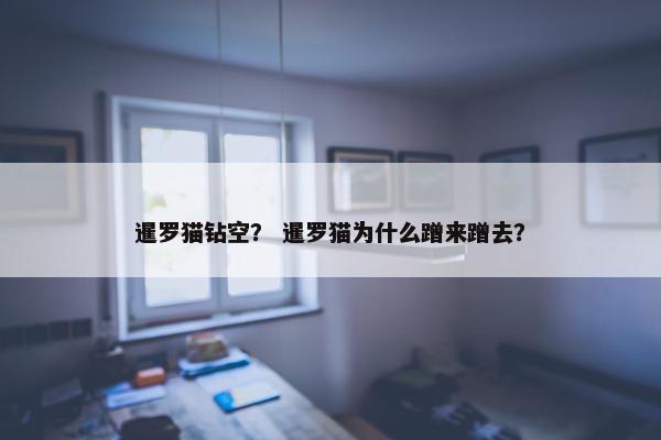 暹罗猫钻空？ 暹罗猫为什么蹭来蹭去？