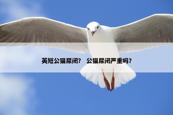 英短公猫尿闭？ 公猫尿闭严重吗？